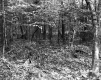 De Neergaard Property, Forest View