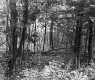 De Neergaard Property, Forest View