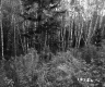 De Neergaard Property, Forest View