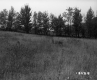 De Neergaard Property, Field and Line of Trees