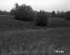 De Neergaard Property, Field and Trees