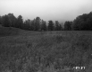 De Neergaard Property, Field and Trees