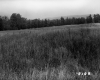 De Neergaard Property, Field and Trees