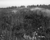 De Neergaard Property, Field and Trees