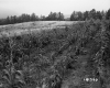 De Neergaard Property, Corn Field