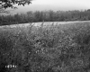 De Neergaard Property, Field and Forest