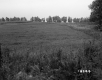 De Neergaard Property, Field and Trees