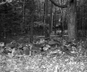 De Neergaard Property, Stone Wall and Forest
