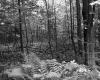 De Neergaard Property, Forest View