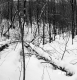 Hooker Property Forestland Between Brookfield and Berlin