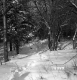 Davis Property Forestland Between Brookfield and Berlin