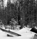Davis Property Forestland Between Brookfield and Berlin