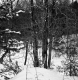Davis Property Forestland Between Brookfield and Berlin