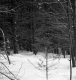 Davis Property Forestland Between Brookfield and Berlin