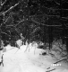 Davis Property Forestland Between Brookfield and Berlin