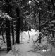 Davis Property Forestland Between Brookfield and Berlin