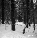 Davis Property Forestland Between Brookfield and Berlin