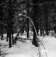 Davis Property Forestland Between Brookfield and Berlin