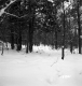 Davis Property Forestland Between Brookfield and Berlin