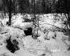 Davis Property Forestland Between Brookfield and Berlin