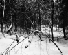 Davis Property Forestland Between Brookfield and Berlin