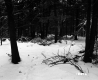 Davis Property Forestland Between Brookfield and Berlin