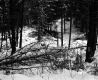 Davis Property Forestland Between Brookfield and Berlin