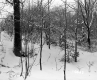Huffman Property Forestland Between Brookfield and Berlin