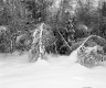 Huffman Property Forestland Between Brookfield and Berlin