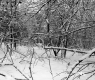Huffman Property Forestland Between Brookfield and Berlin
