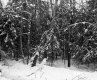 Huffman Property Forestland Between Brookfield and Berlin