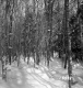 Appelgat Property Forestland Between Brookfield and Berlin