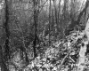 Arms Property Forestland on Route 127 in Burlington