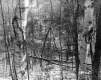 Arms Property Forestland on Route 127 in Burlington