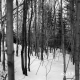 Groleau Property Forestland Between Brookfield and Berlin