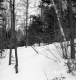 Wachowiak Property Forestland Between Brookfield and Berlin