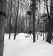 Wachowiak Property Forestland Between Brookfield and Berlin