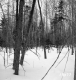 Wachowiak Property Forestland Between Brookfield and Berlin
