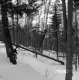 Wachowiak Property Forestland Between Brookfield and Berlin