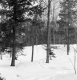 Wachowiak Property Forestland Between Brookfield and Berlin