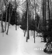 Wachowiak Property Forestland Between Brookfield and Berlin