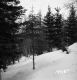 Wachowiak Property Forestland Between Brookfield and Berlin