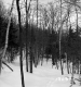 Wachowiak Property Forestland Between Brookfield and Berlin
