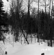 Wachowiak Property Forestland Between Brookfield and Berlin