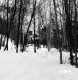 Wachowiak Property Forestland Between Brookfield and Berlin