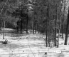 Stannard Property Forestland on Route 4 in Fair Haven