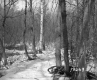 Stannard Property Forestland on Route 4 in Fair Haven