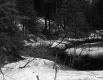 Bryan Property, Forestland