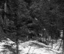 Bryan Property, Forestland