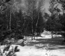 Couture Property Forestland Between Berlin and Barre